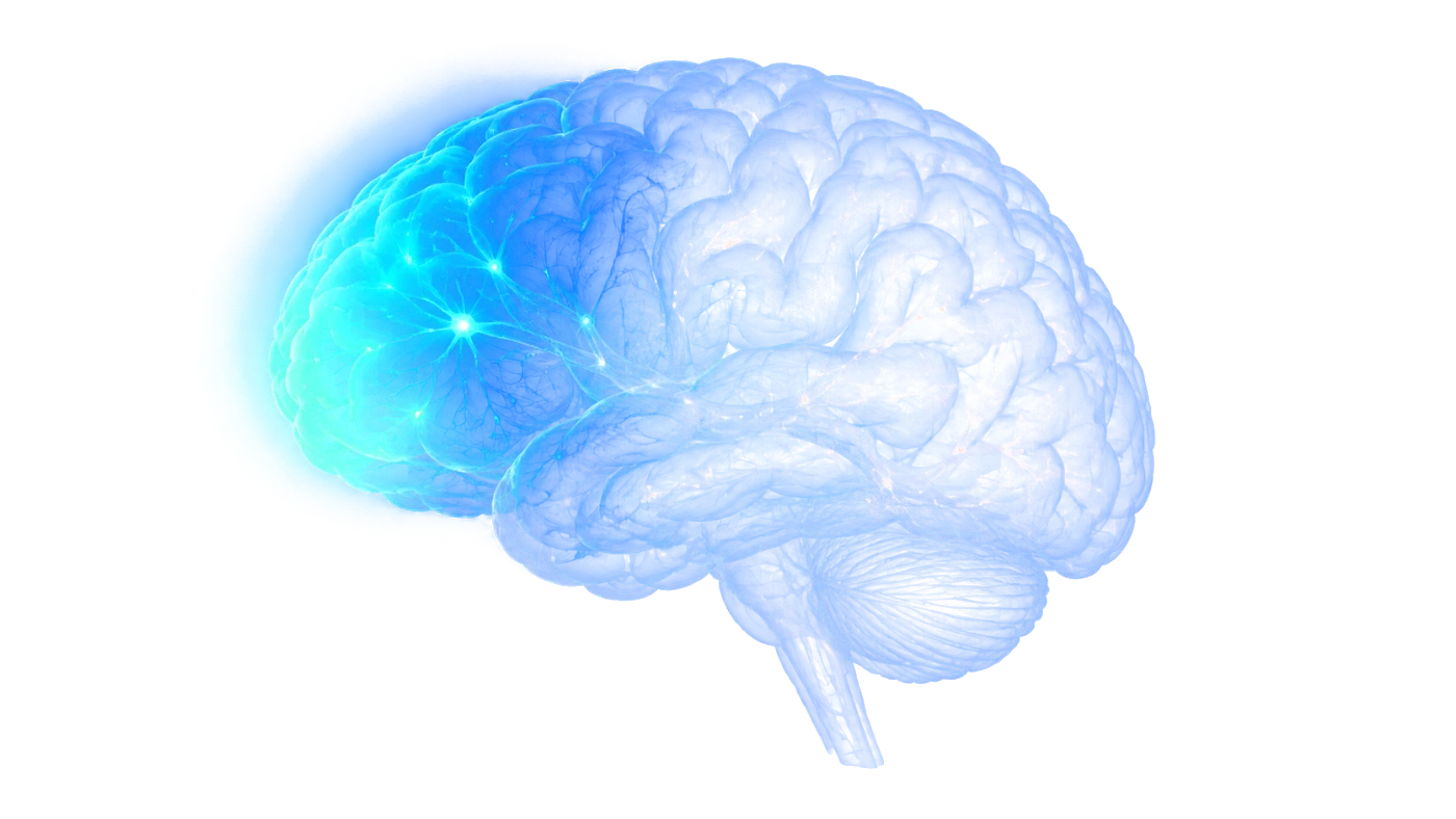 Brain illustration (prefrontal cortex), transparent Illustration of the human brain with the prefrontal cortex highlighted